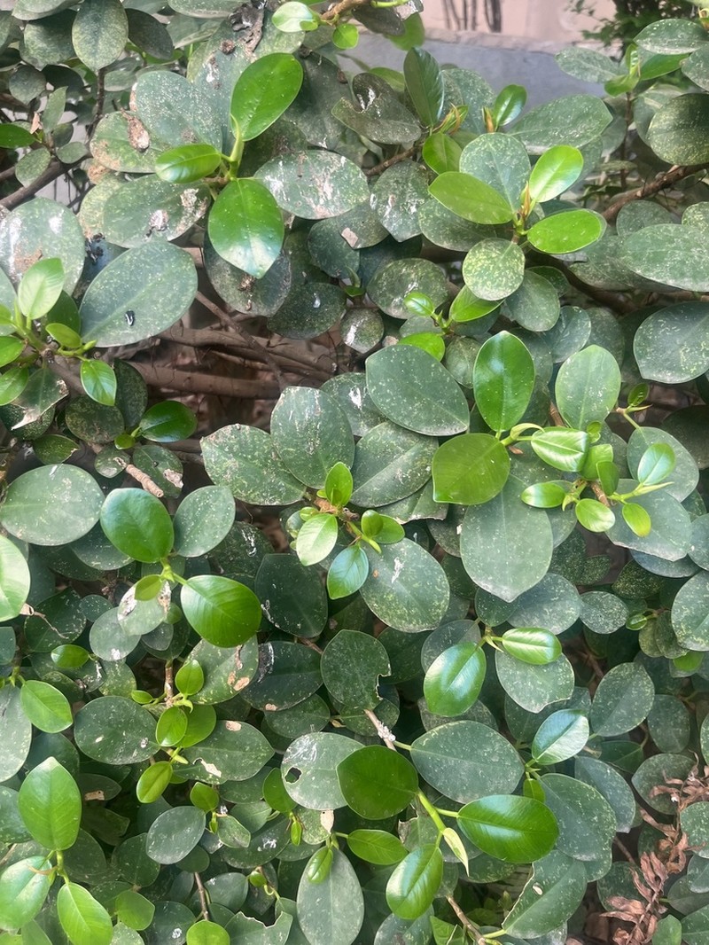 Ficus annulata photo 7