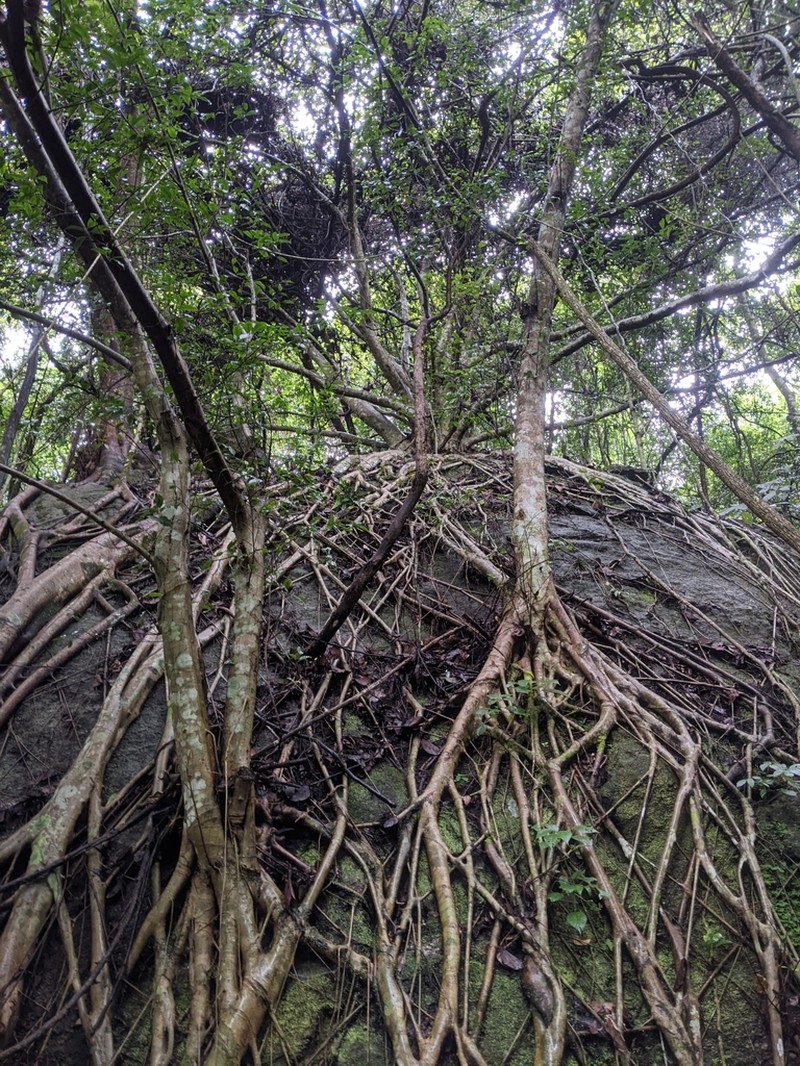 Ficus annulata photo 8