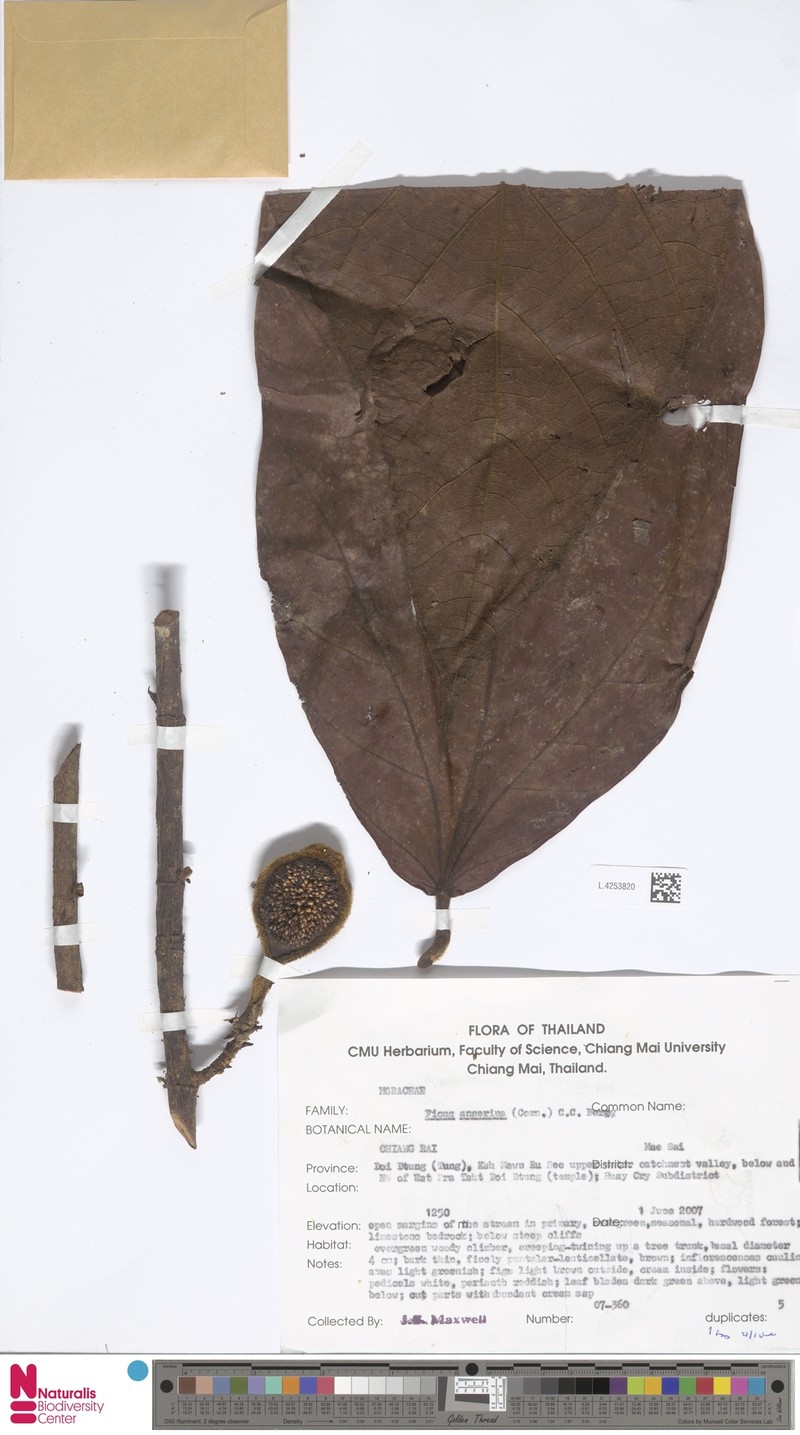 Ficus anserina photo 2