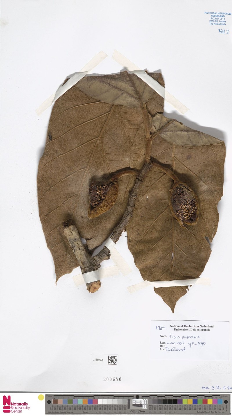 Ficus anserina photo 3