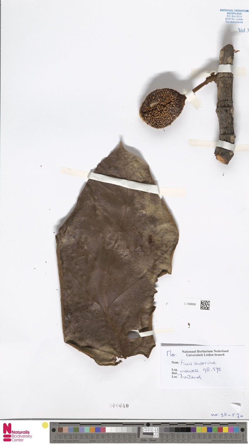 Ficus anserina photo 4