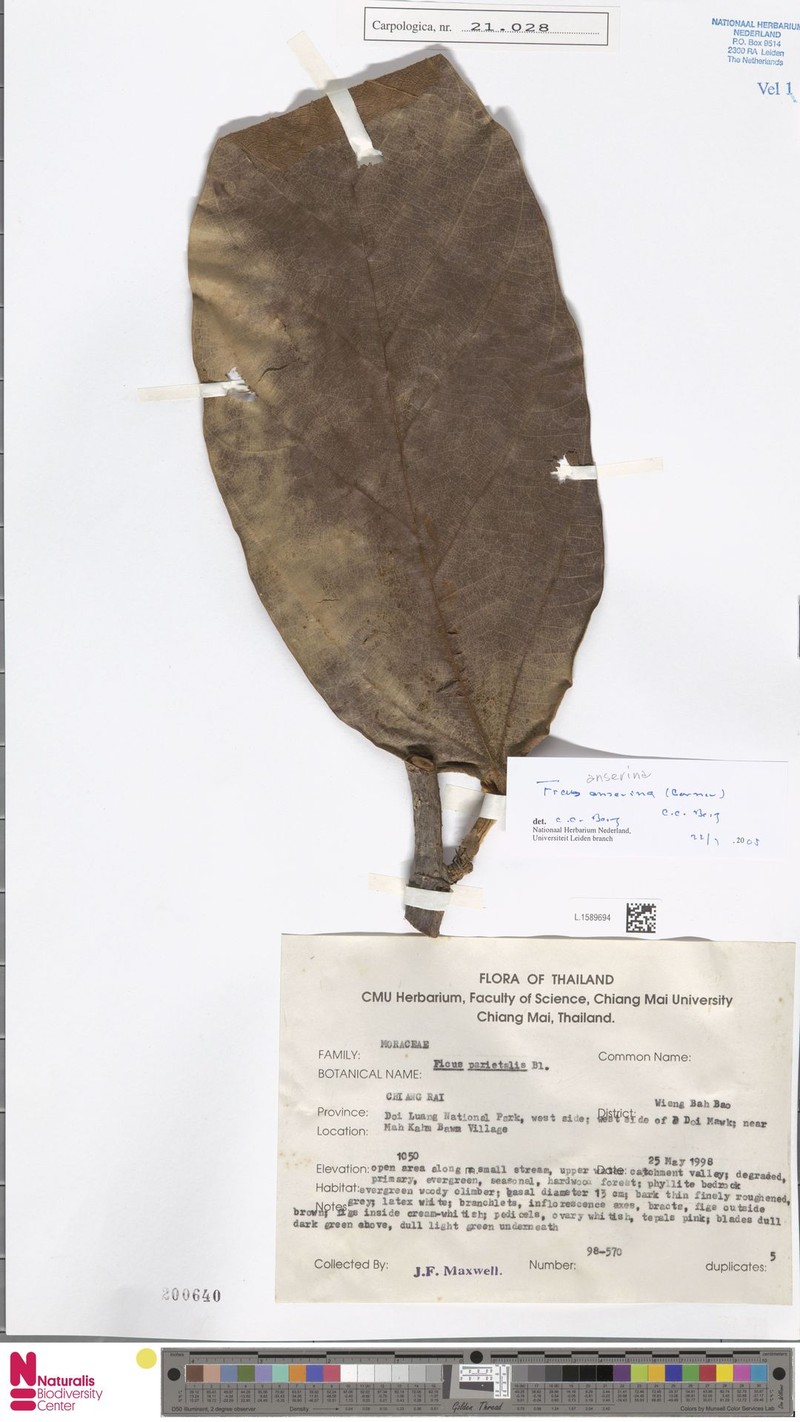 Ficus anserina photo 5