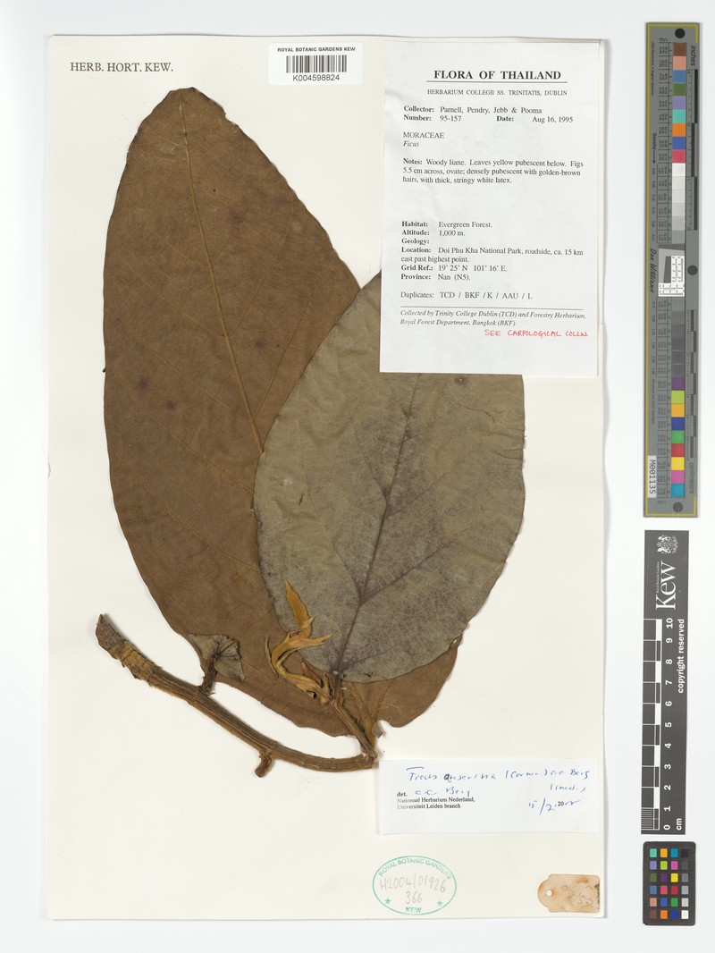 Ficus anserina photo 7
