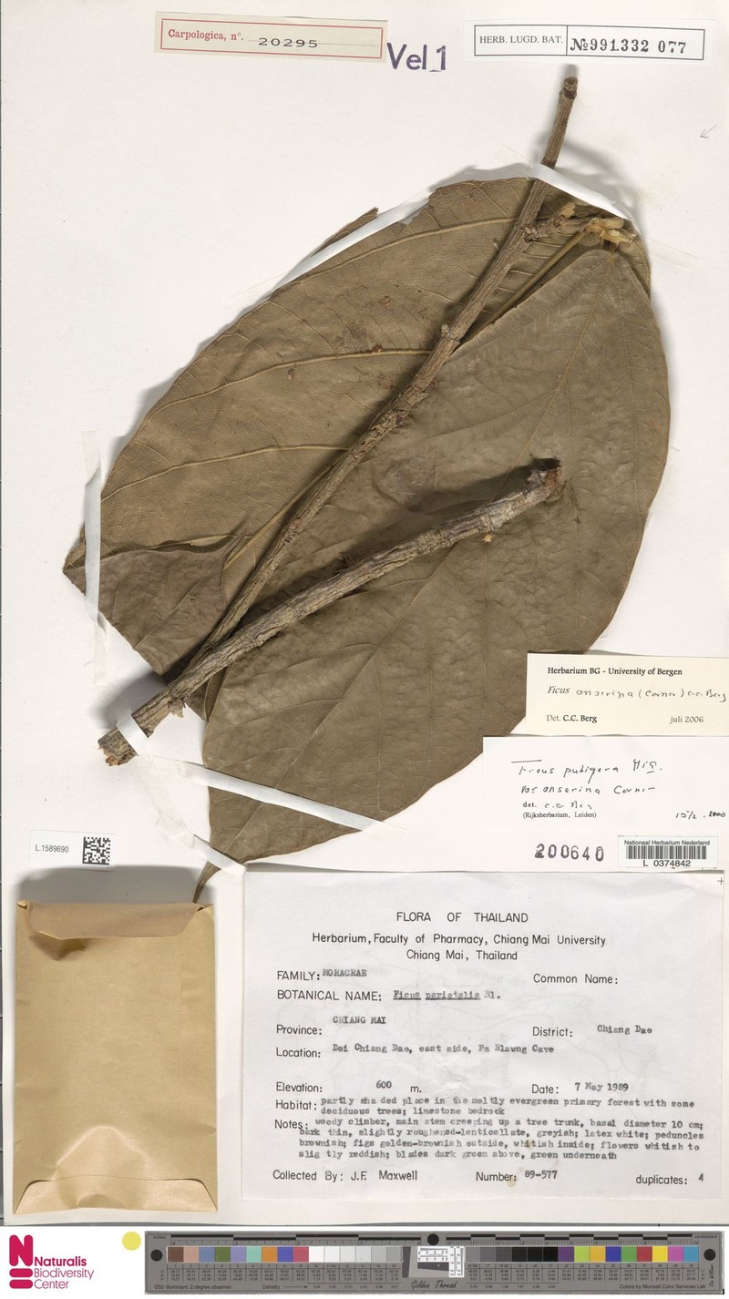 Ficus anserina photo 8