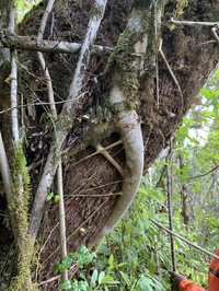 Ficus antandronarum