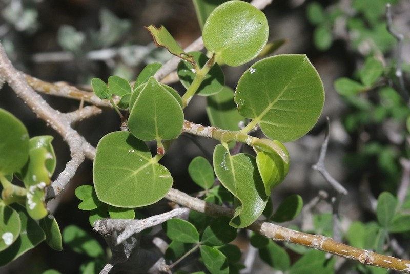 Ficus antandronarum photo 2