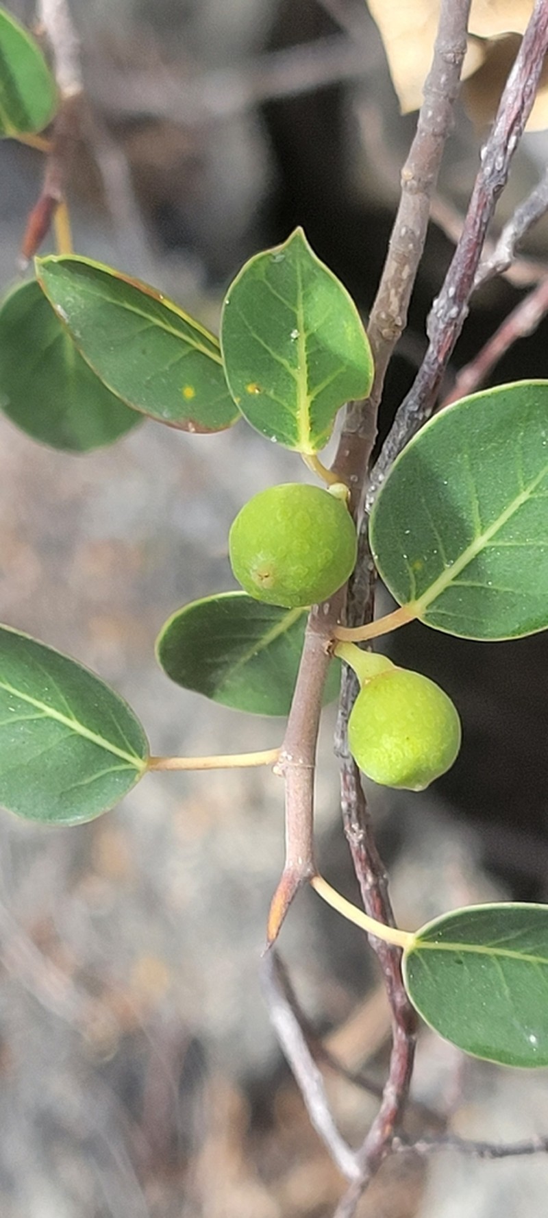 Ficus antandronarum photo 3