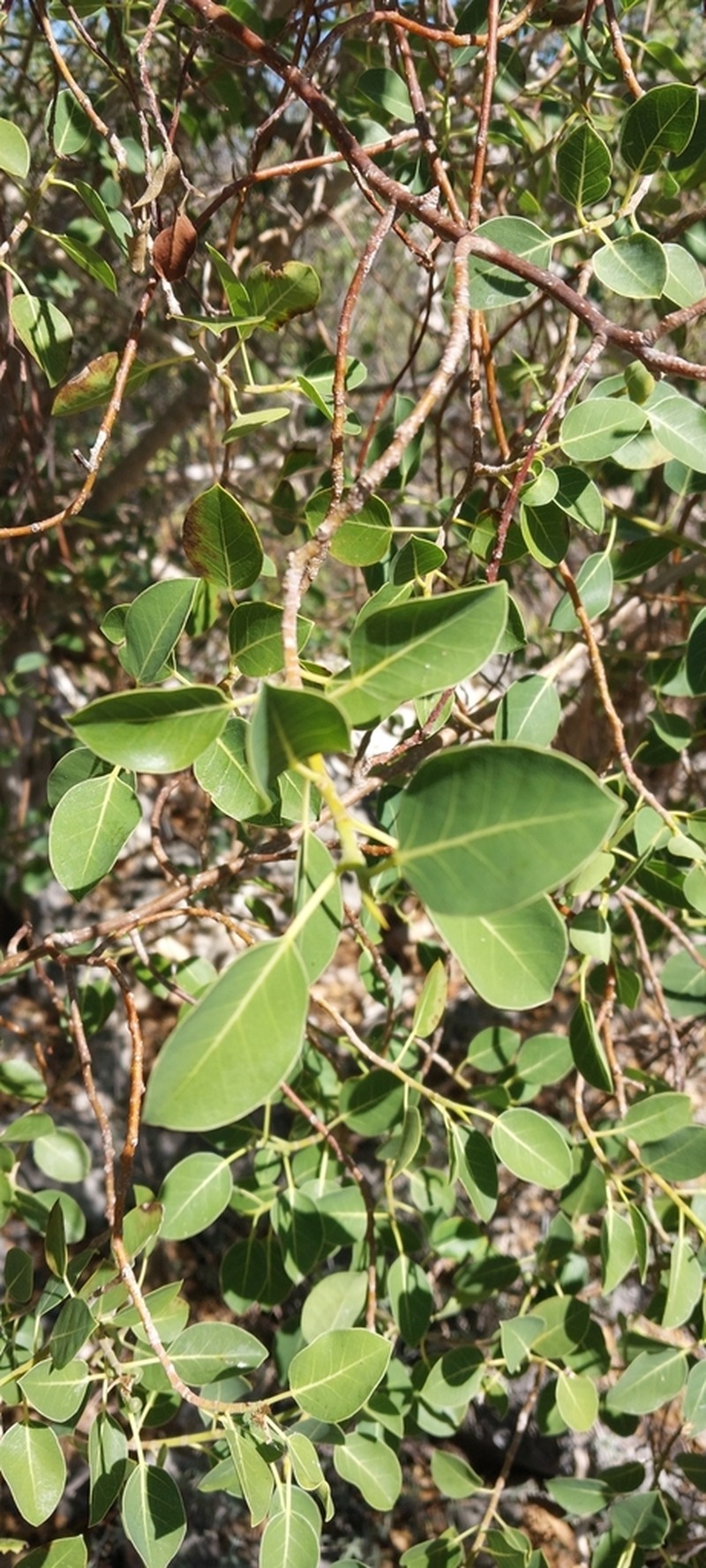 Ficus antandronarum photo 4