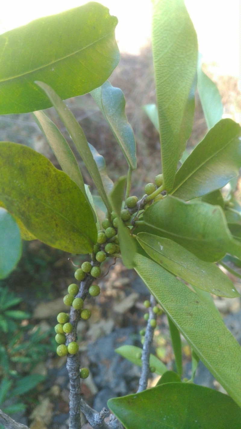 Ficus antandronarum photo 5