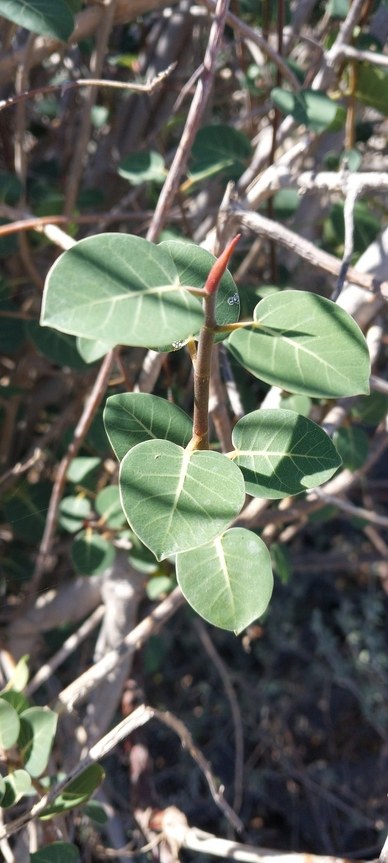 Ficus antandronarum photo 6