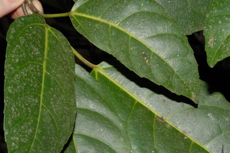 Ficus antandronarum photo 7