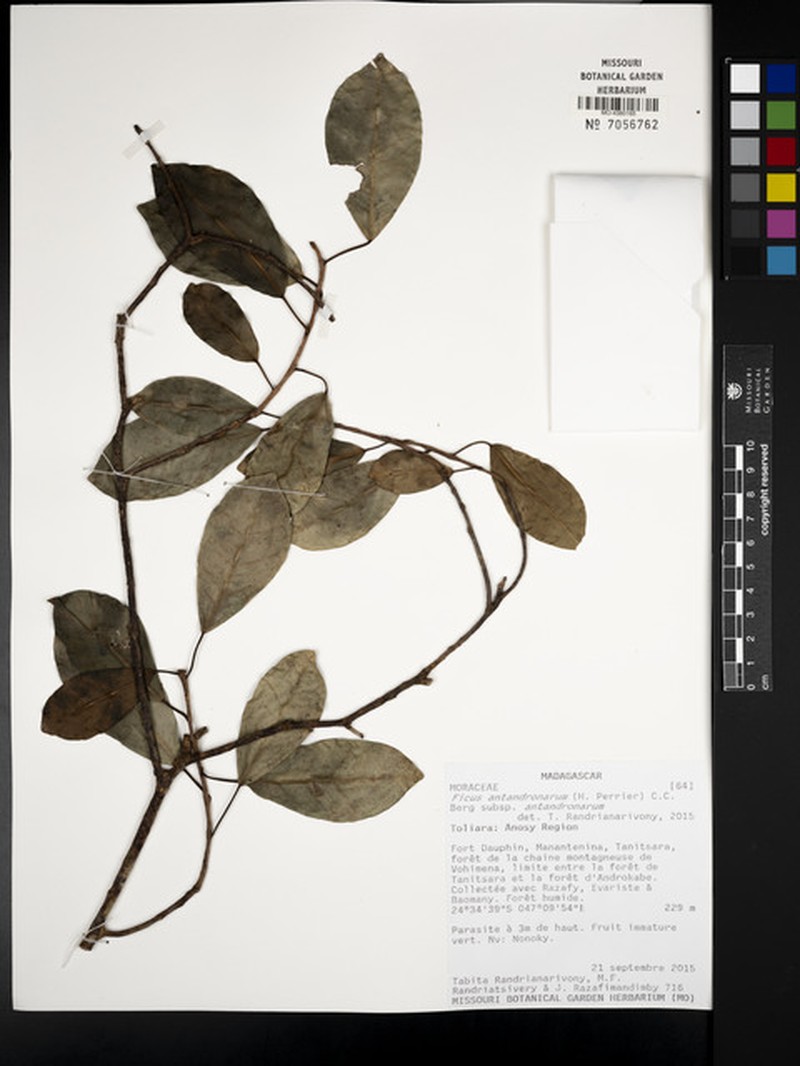 Ficus antandronarum subsp. antandronarum