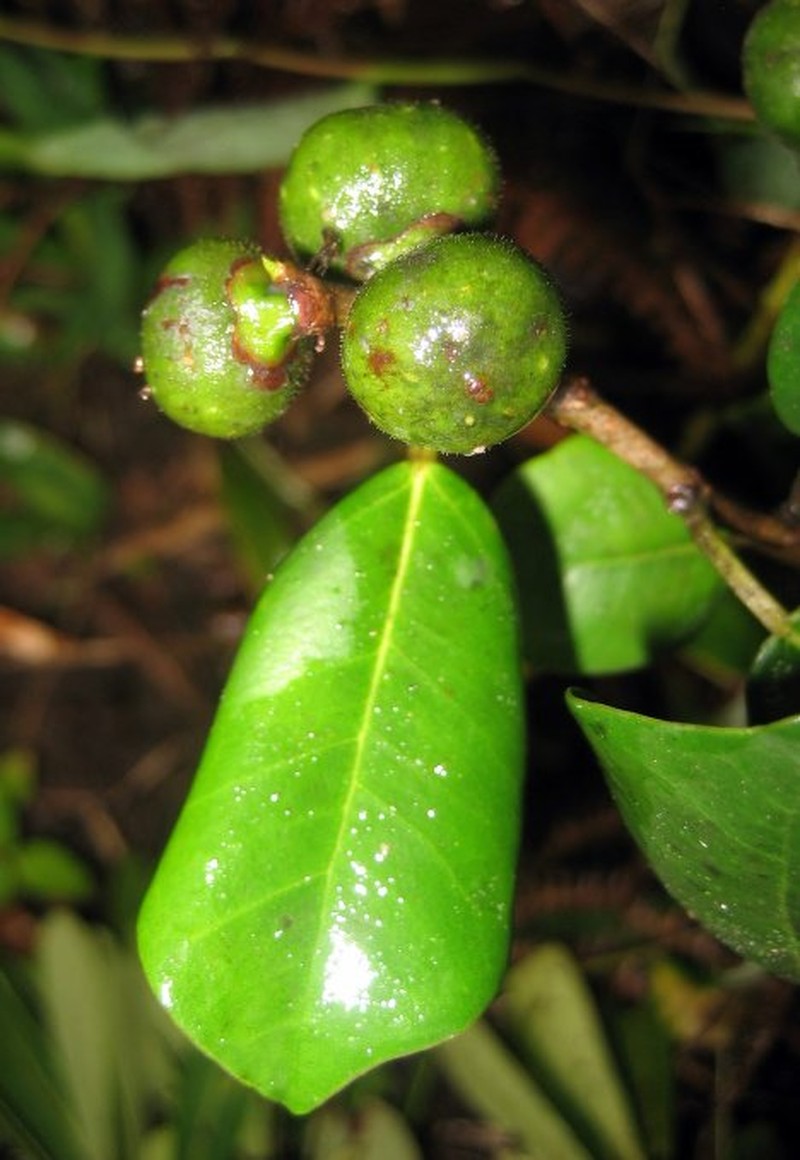 Ficus antandronarum subsp. antandronarum photo 2