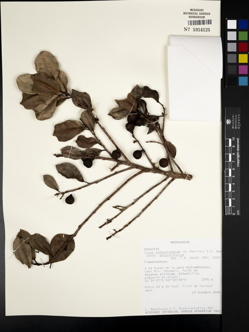 Ficus antandronarum subsp. antandronarum photo 3