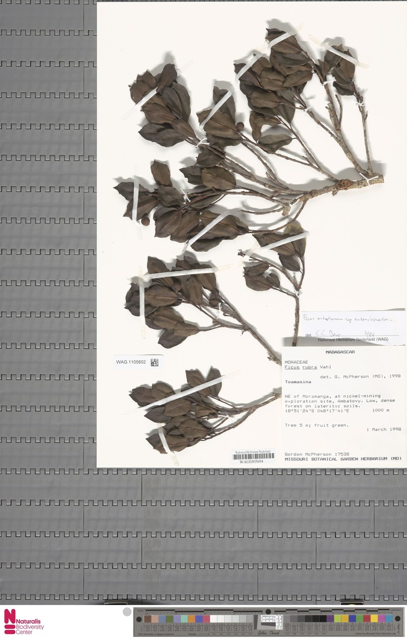 Ficus antandronarum subsp. antandronarum photo 4