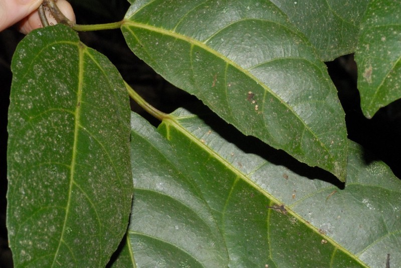 Ficus antandronarum subsp. bernardii