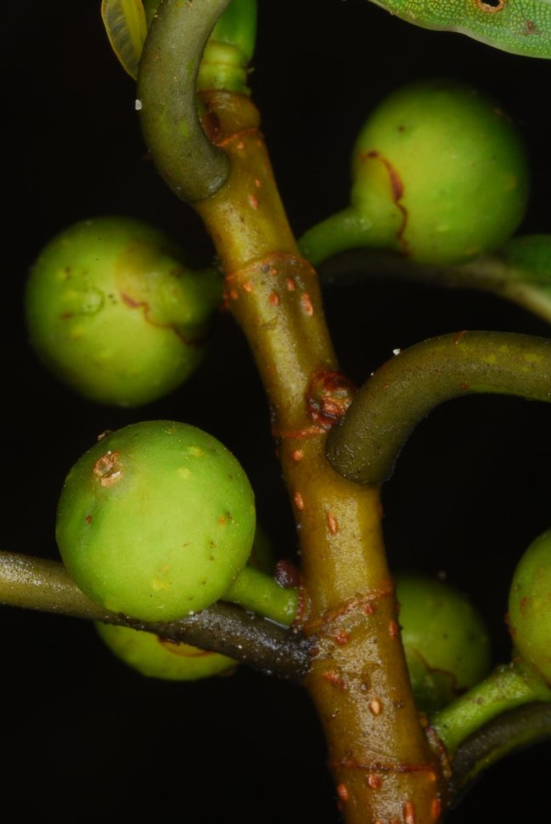 Ficus antandronarum subsp. bernardii photo 2