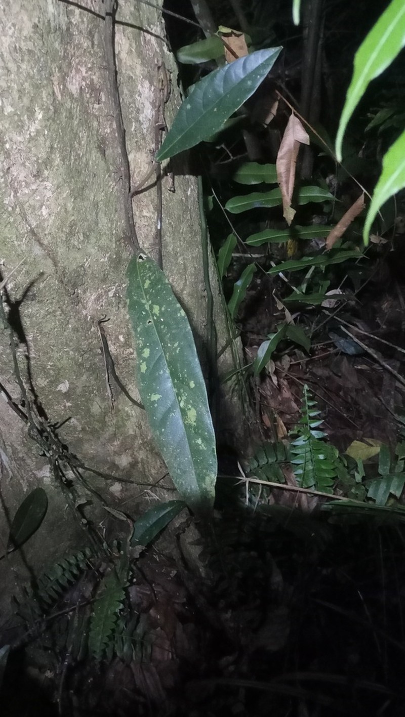 Ficus apiocarpa photo 2