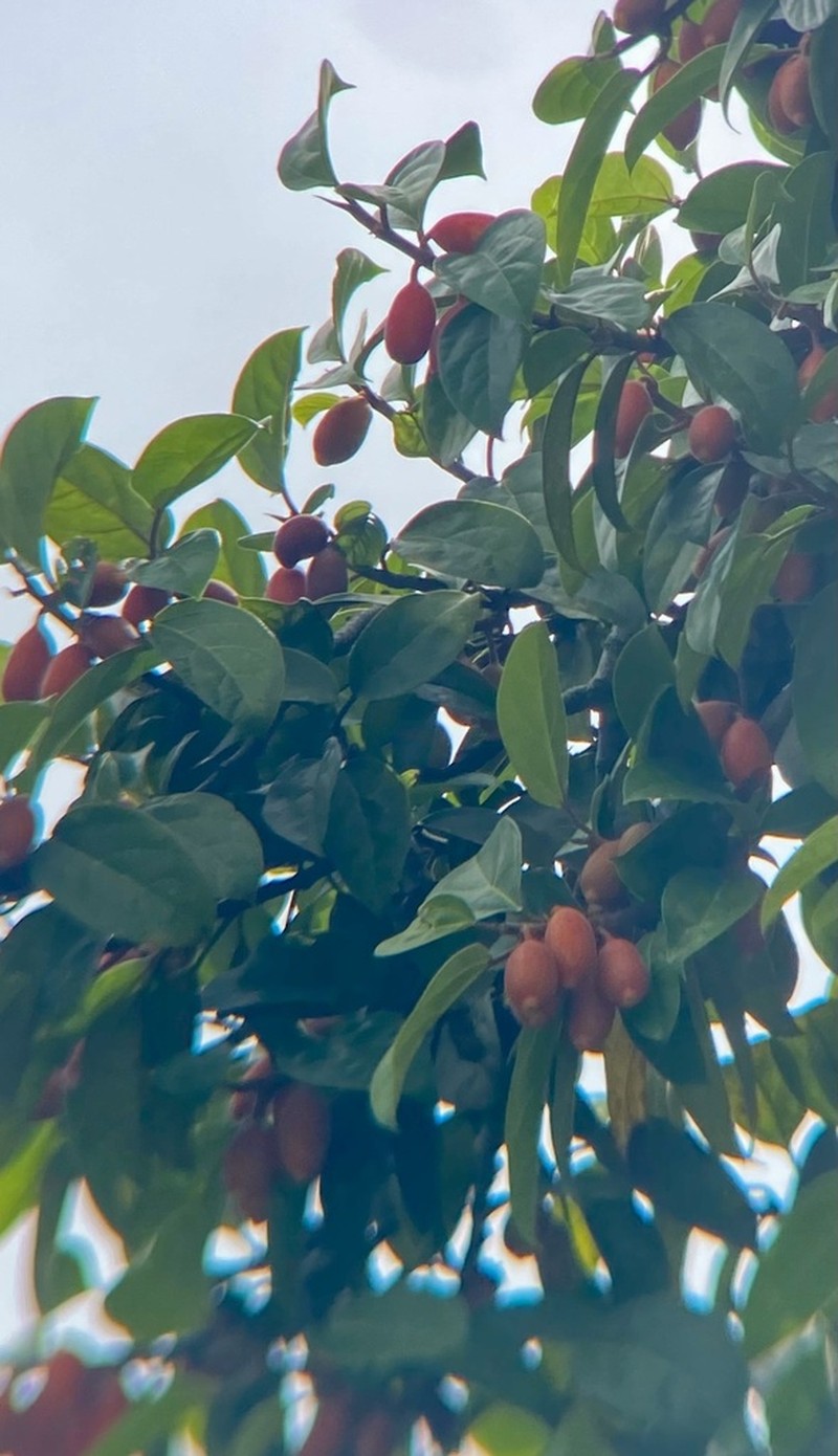 Ficus apiocarpa photo 3