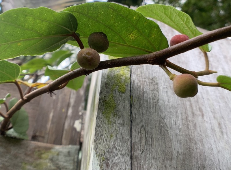Ficus apiocarpa photo 4