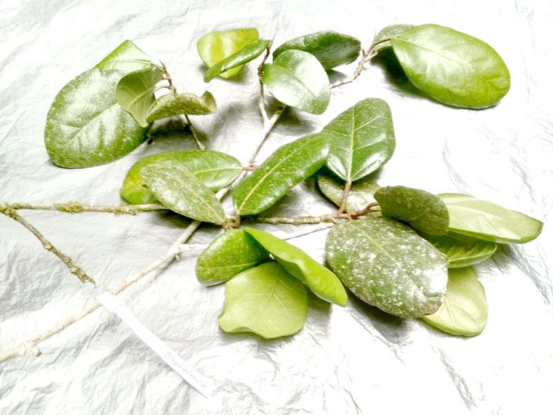 Ficus apiocarpa photo 5