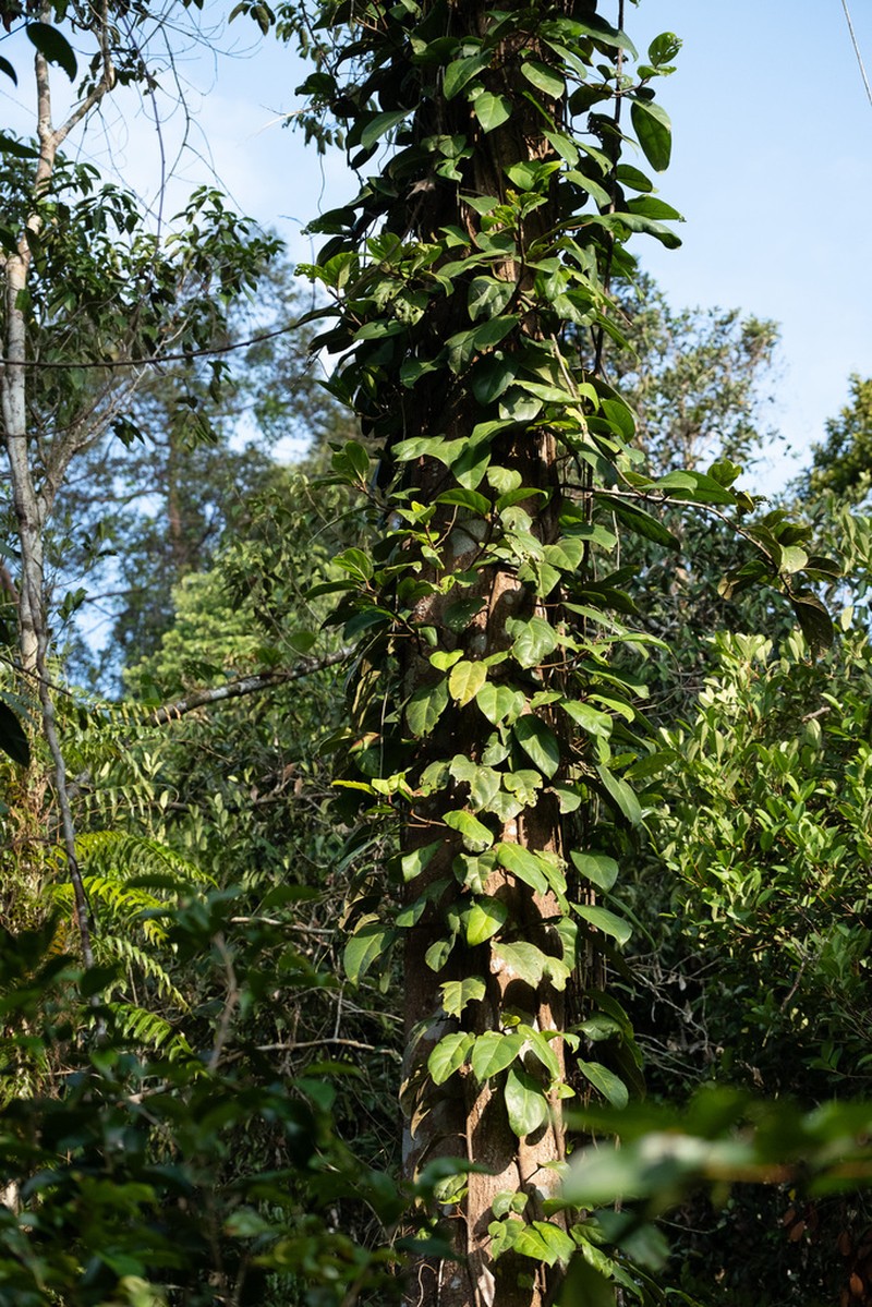 Ficus apiocarpa photo 6
