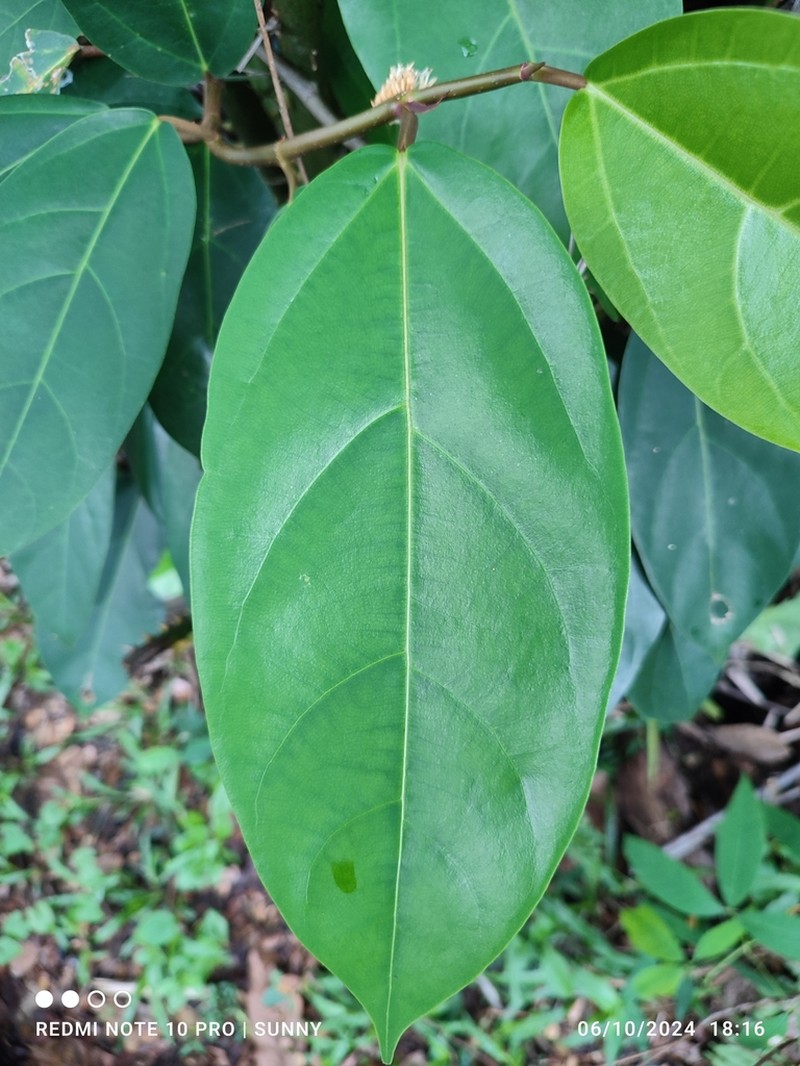 Ficus apiocarpa photo 7