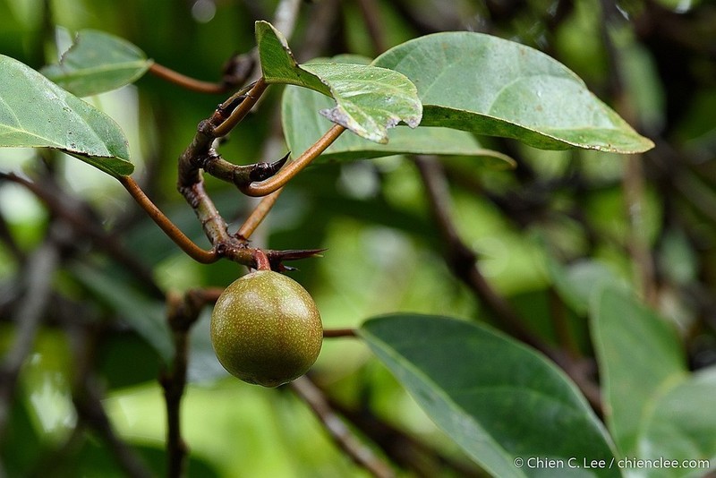 Ficus apiocarpa photo 8