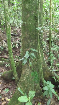 Ficus apollinaris