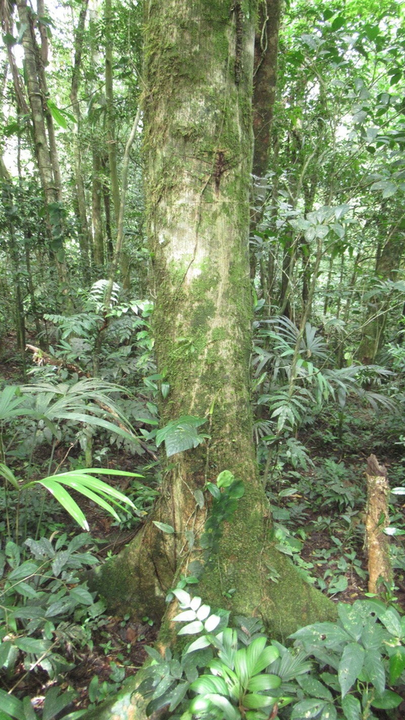 Ficus apollinaris photo 2