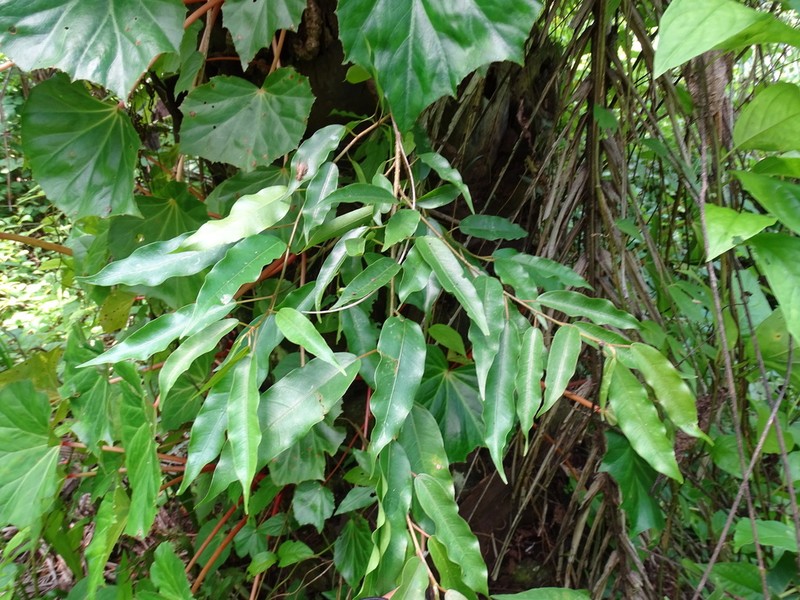 Ficus apollinaris photo 3