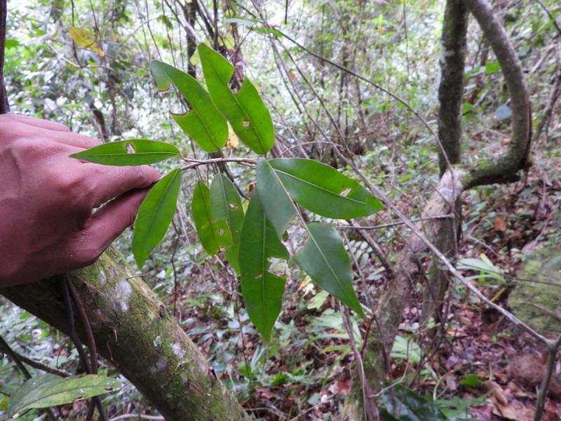 Ficus apollinaris photo 5
