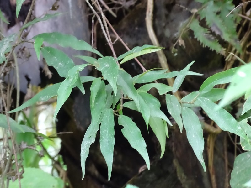 Ficus apollinaris photo 6