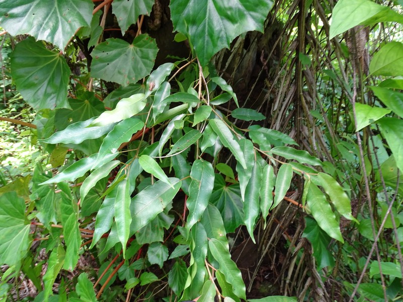 Ficus apollinaris photo 7