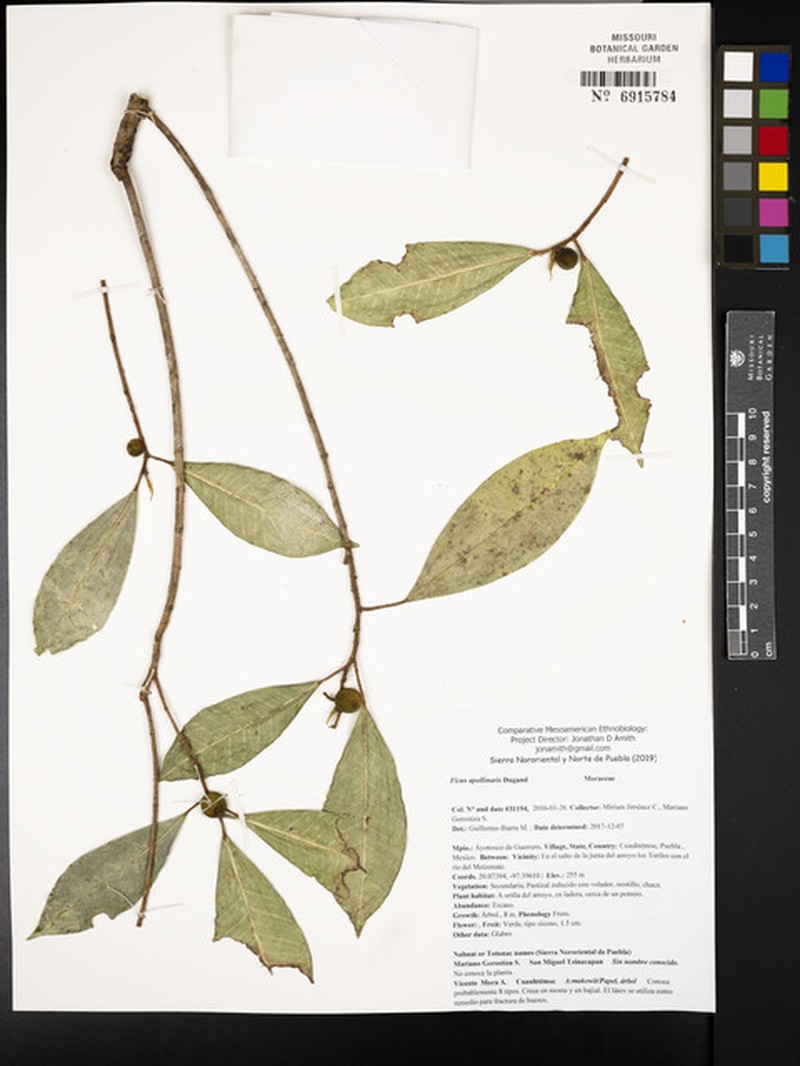 Ficus apollinaris photo 8