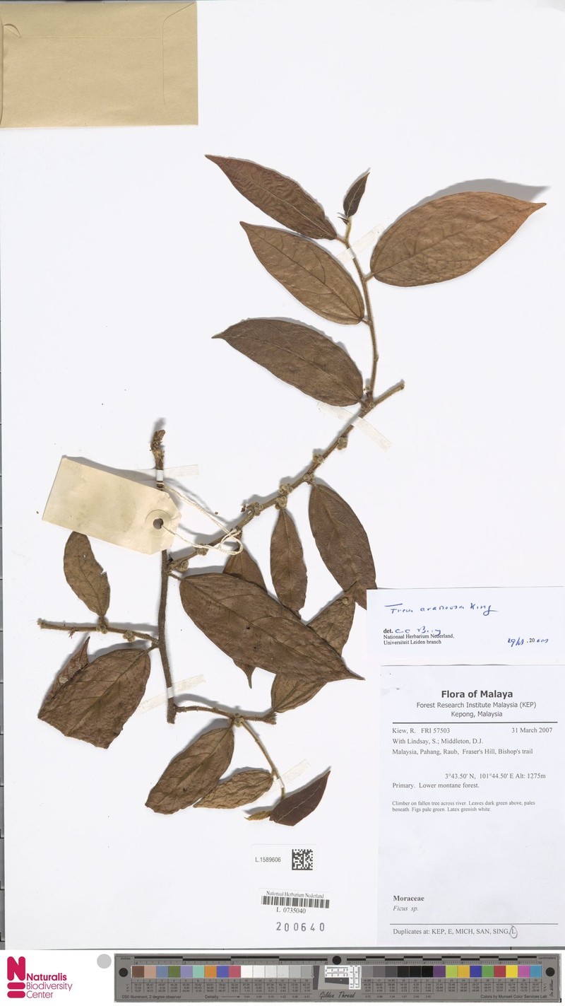 Ficus araneosa
