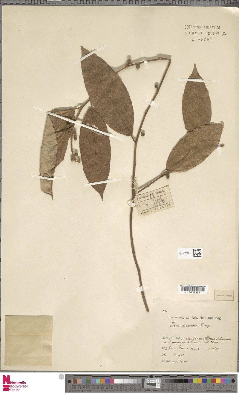 Ficus araneosa photo 2