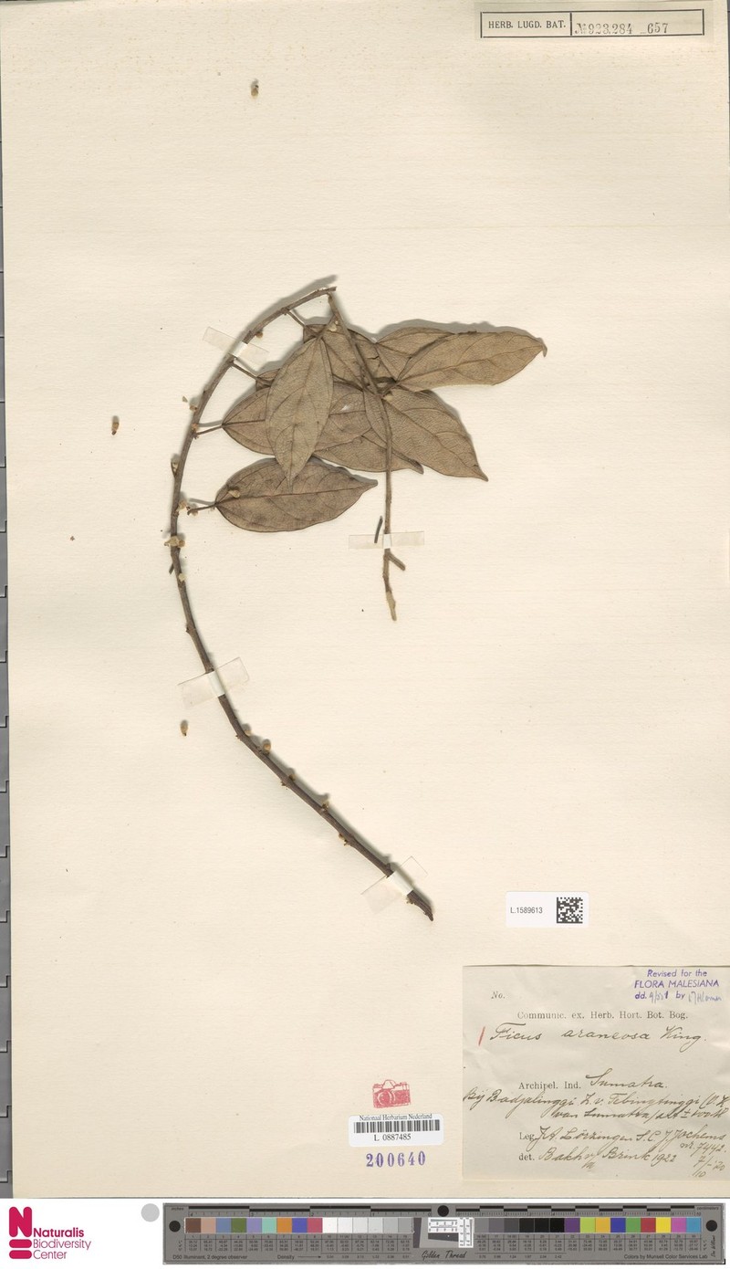 Ficus araneosa photo 3