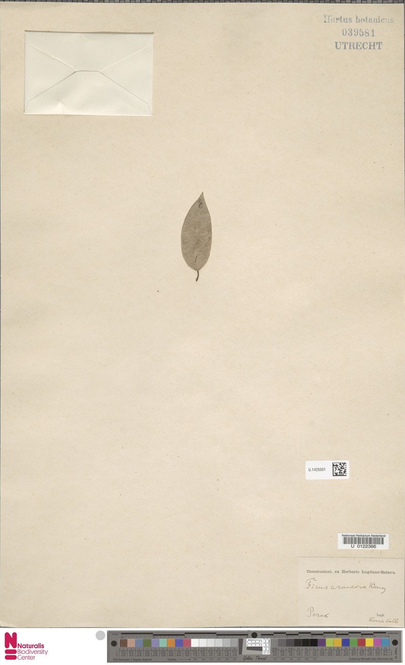 Ficus araneosa photo 5