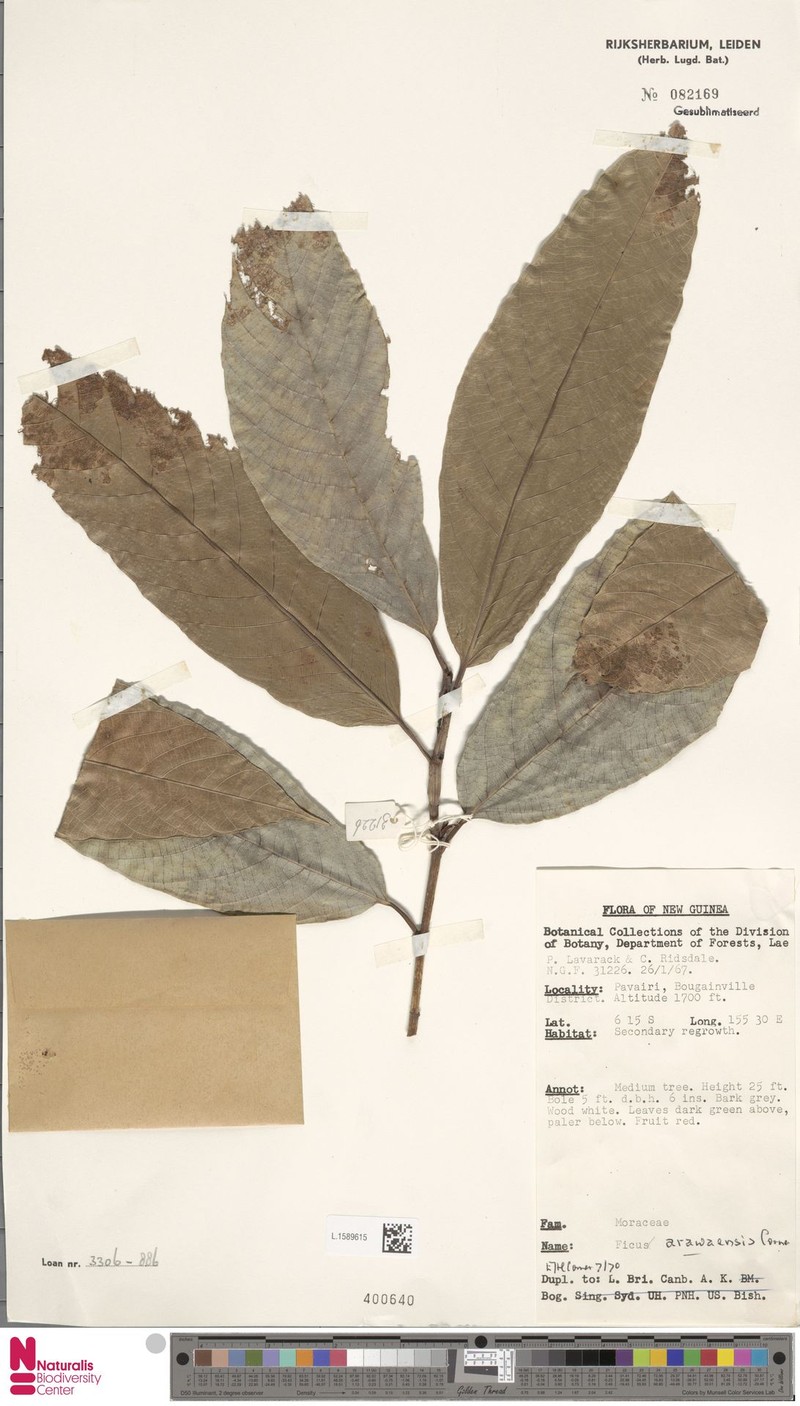 Ficus arawaensis