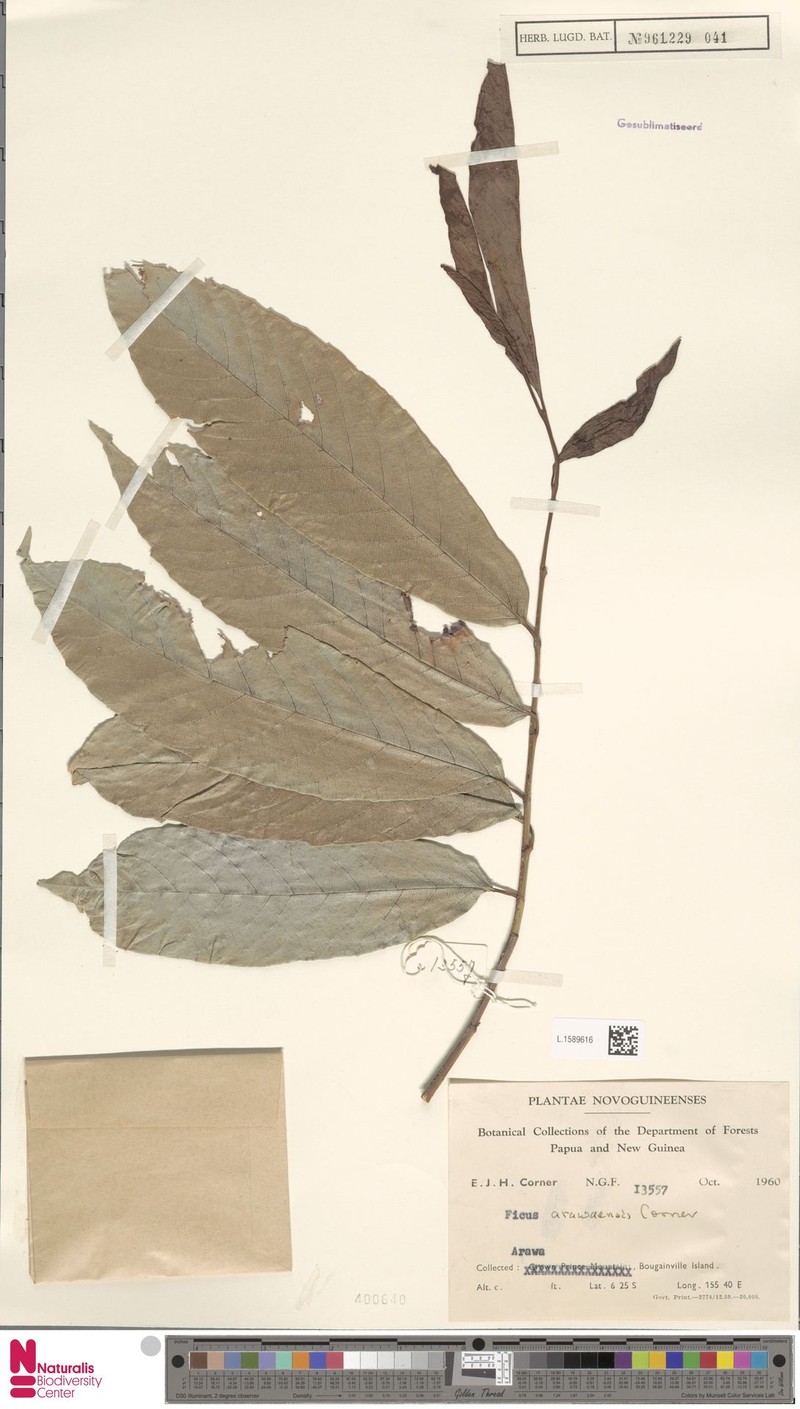 Ficus arawaensis photo 2