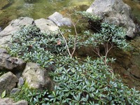Ficus arbuscula