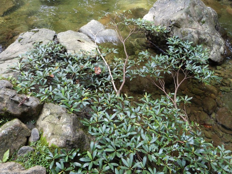 Ficus arbuscula