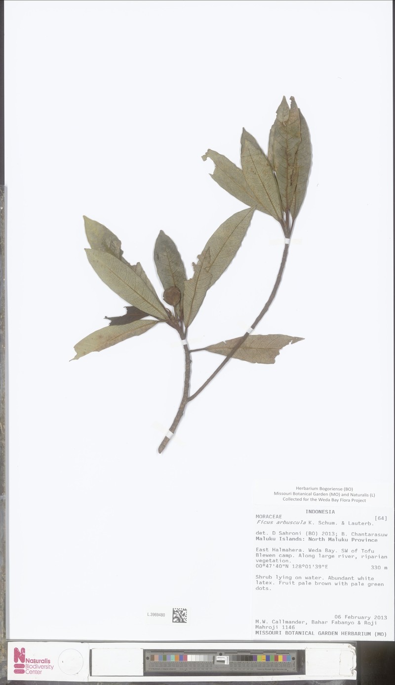 Ficus arbuscula photo 2