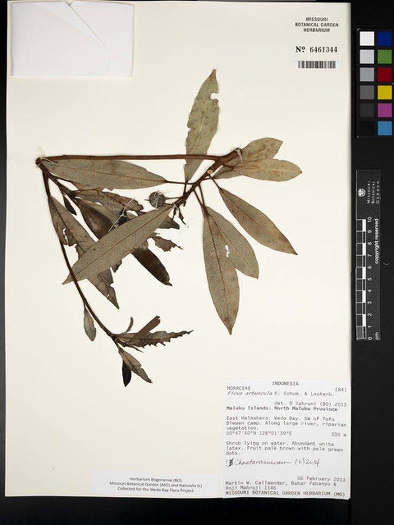 Ficus arbuscula photo 3