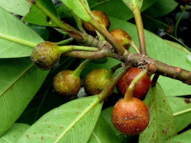 Ficus arbuscula photo 4