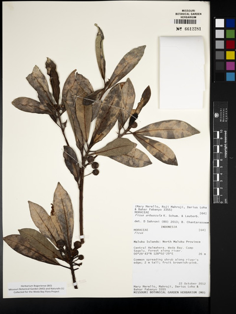 Ficus arbuscula photo 5