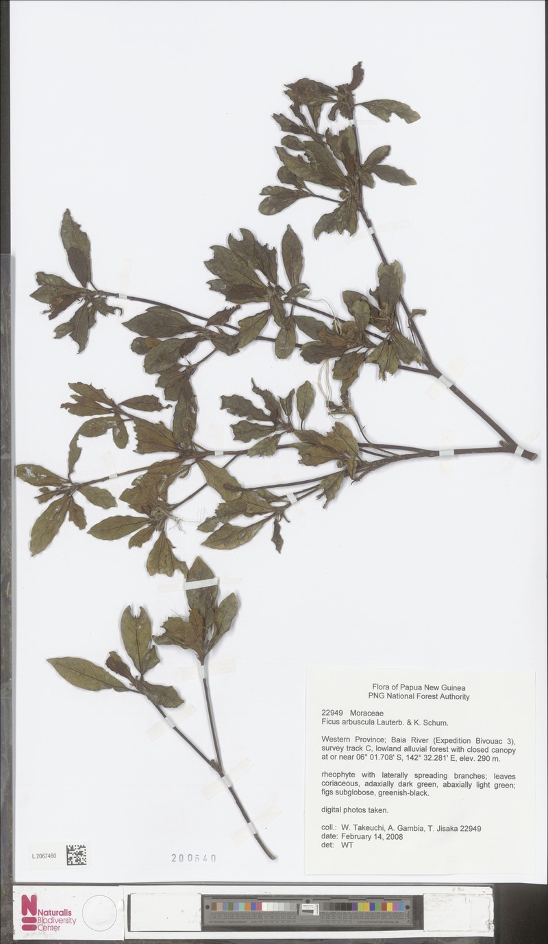 Ficus arbuscula photo 6