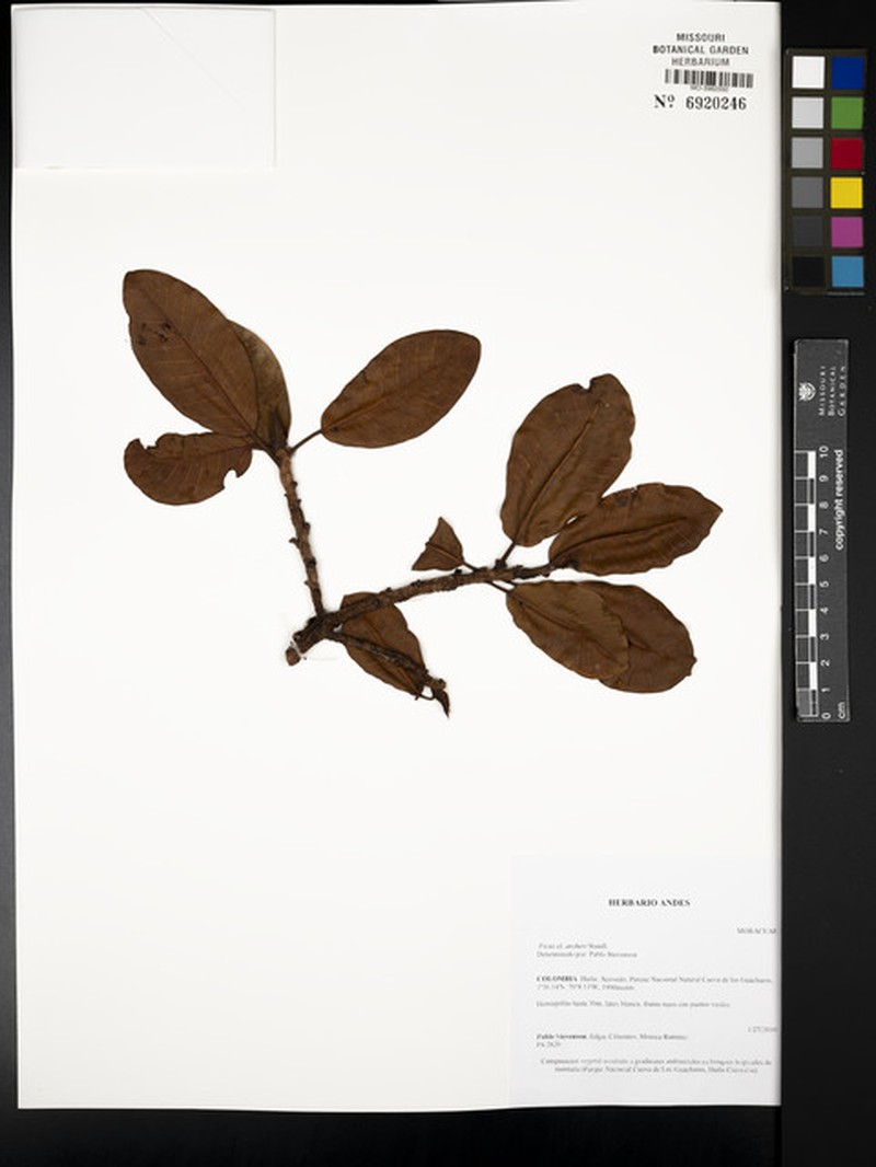 Ficus archeri