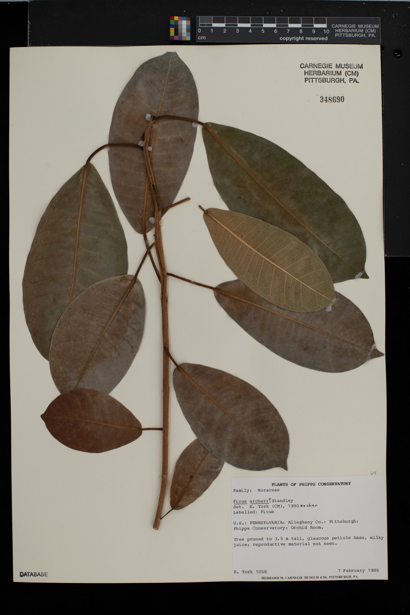 Ficus archeri photo 2